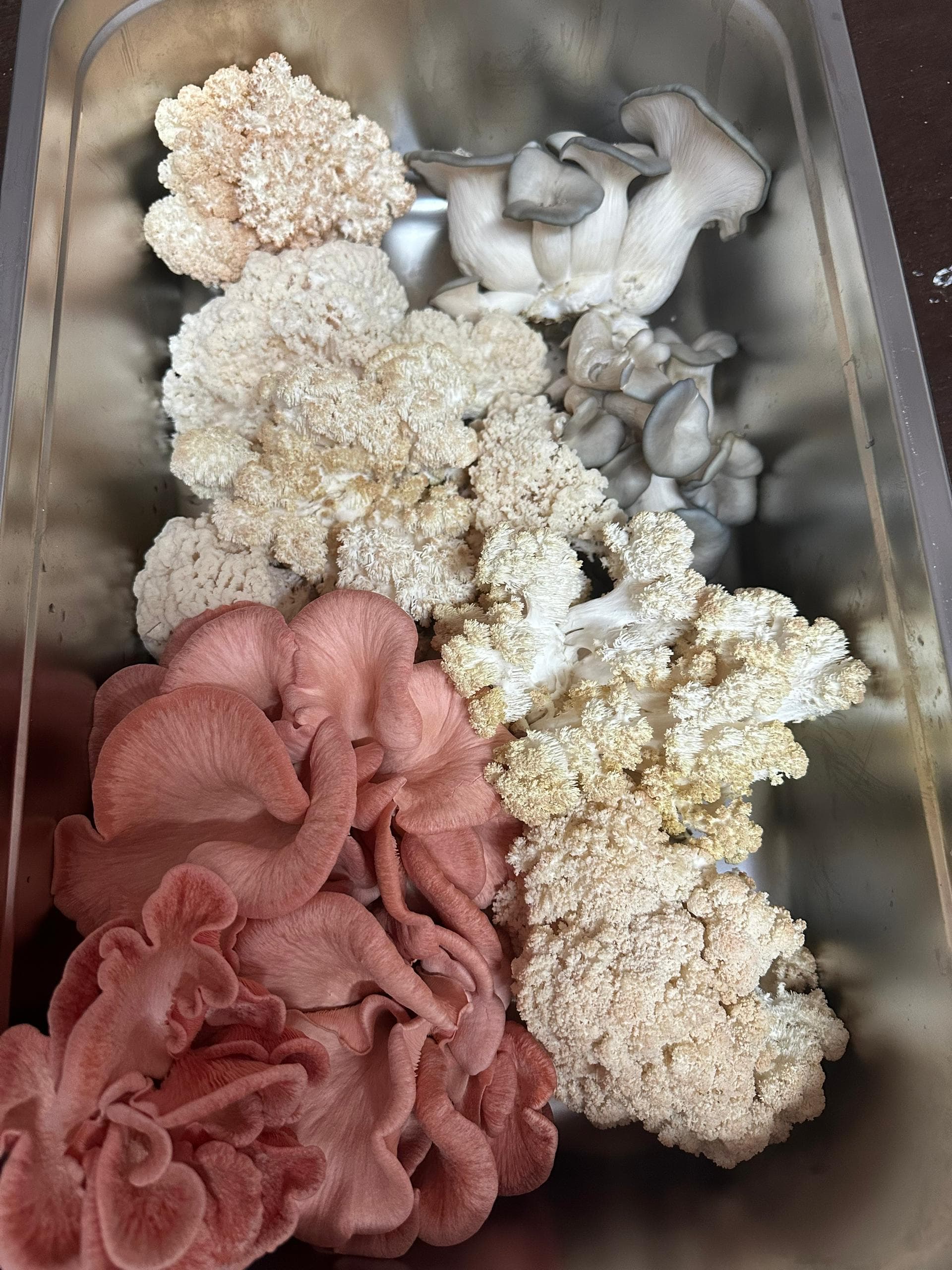 A steel prep tray of freshly harvested mixed mushrooms in the Shroomy kitchen
