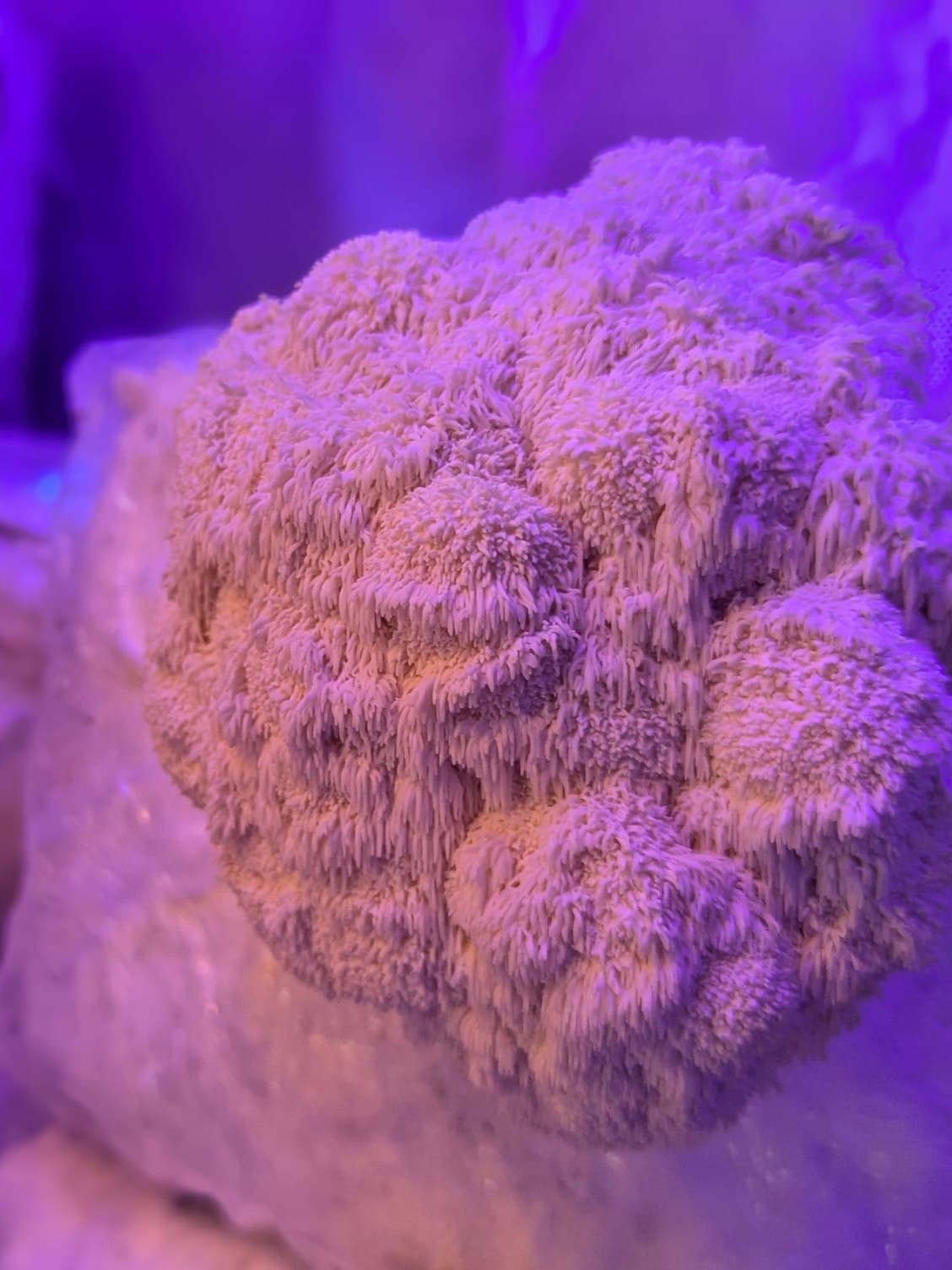 Lion's mane fruiting under the violet grow lights of the Shroomy grow room