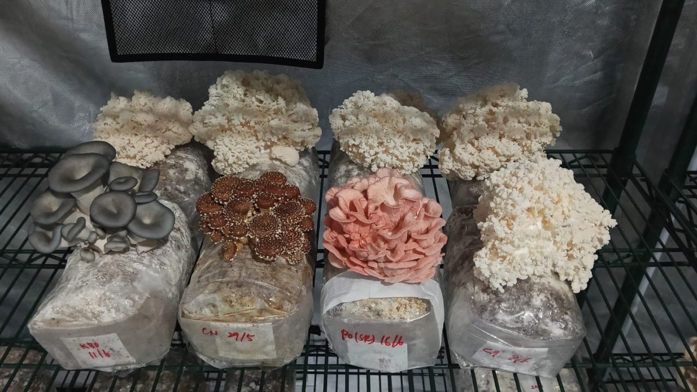 Grow blocks labeled with species codes on a Shroomy farm shelf