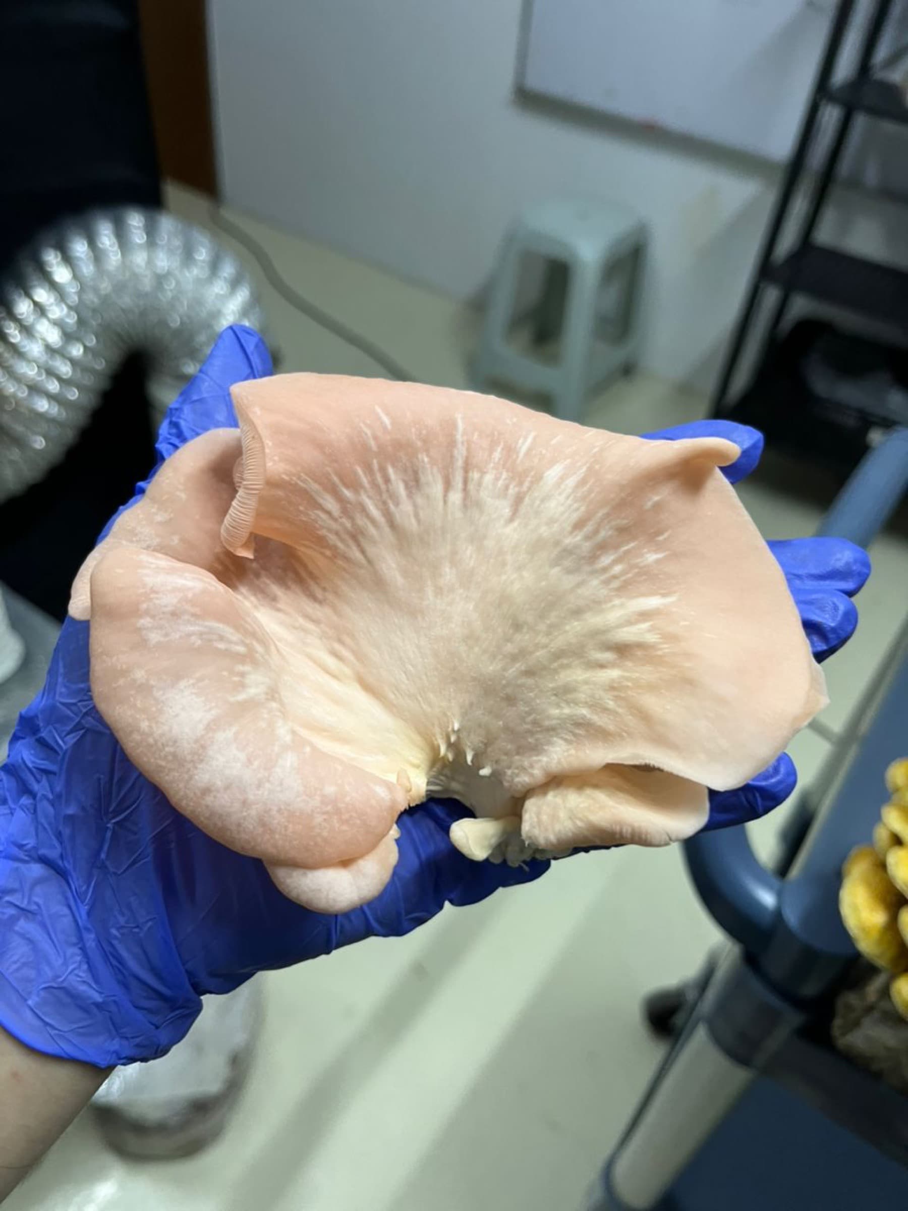 A gloved hand inspecting an oyster mushroom cap in the Shroomy grow room