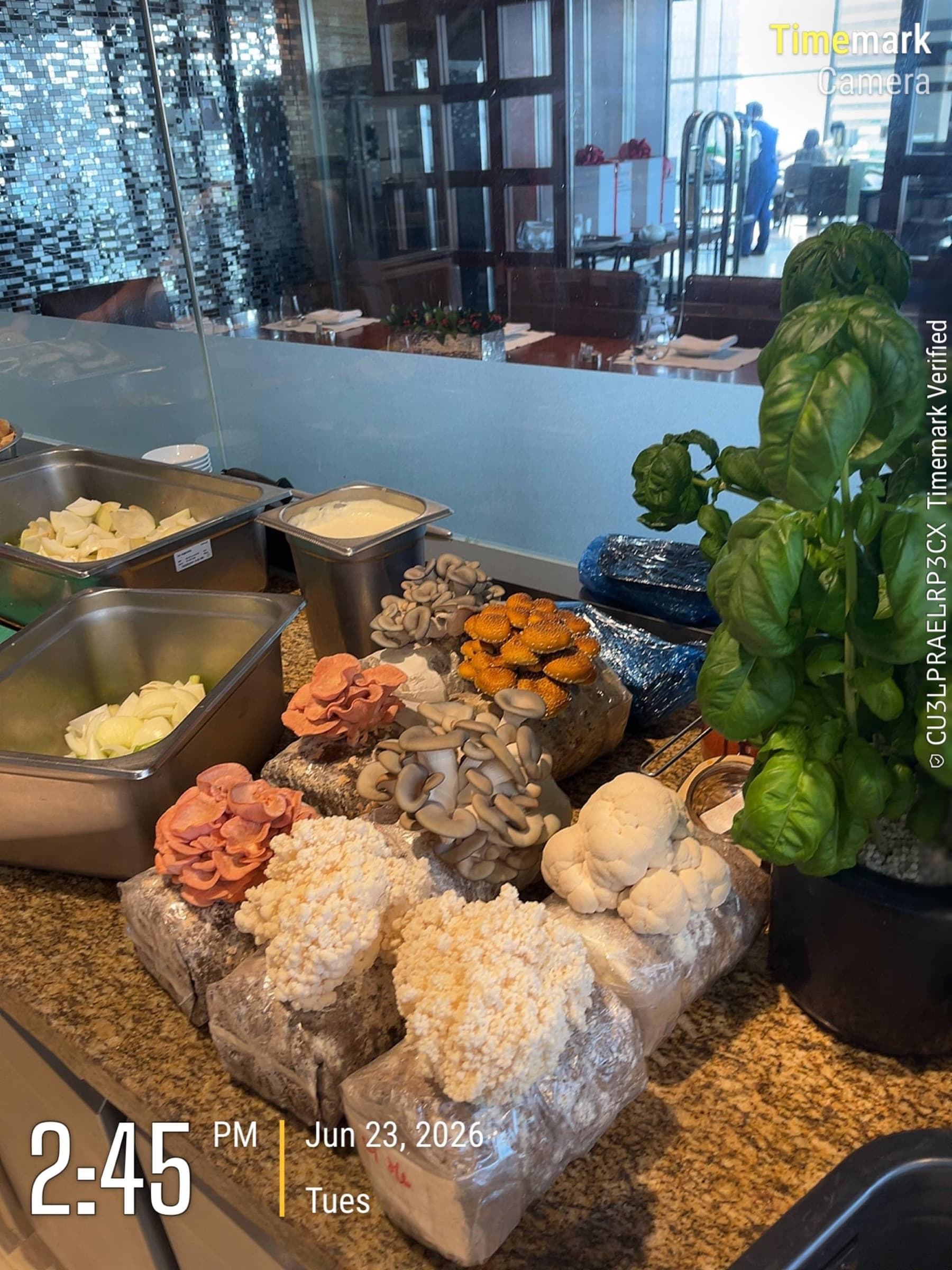 Ready-to-fruit Shroomy grow blocks staged on a restaurant kitchen counter