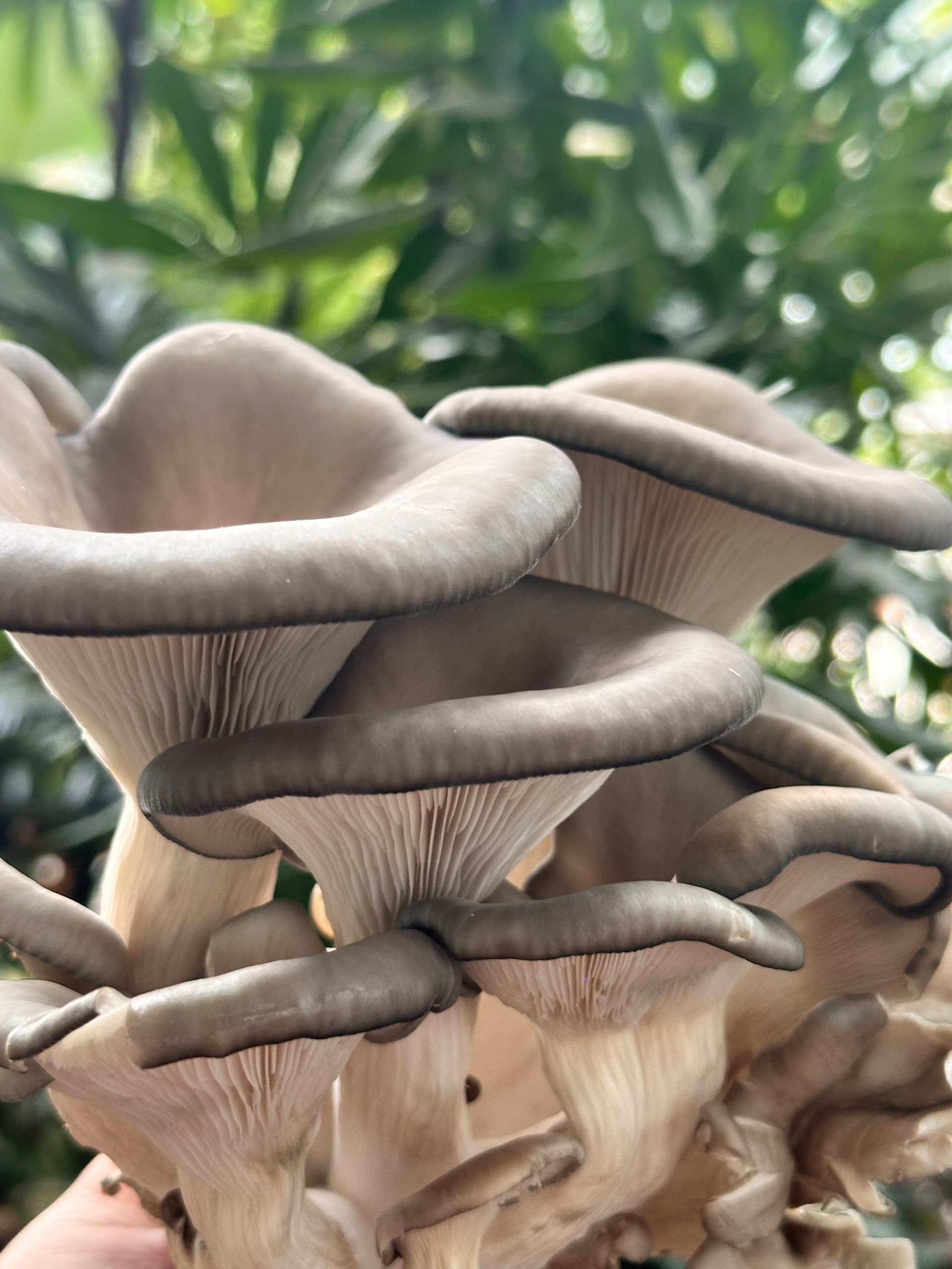 Slate-blue king blue oyster caps fanning over pale gills