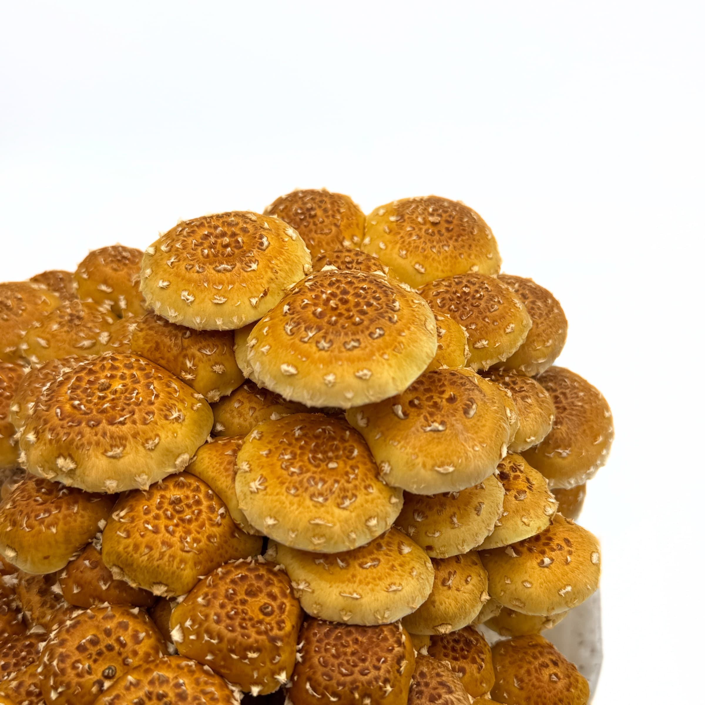 Golden speckled chestnut mushroom caps in a dense cluster