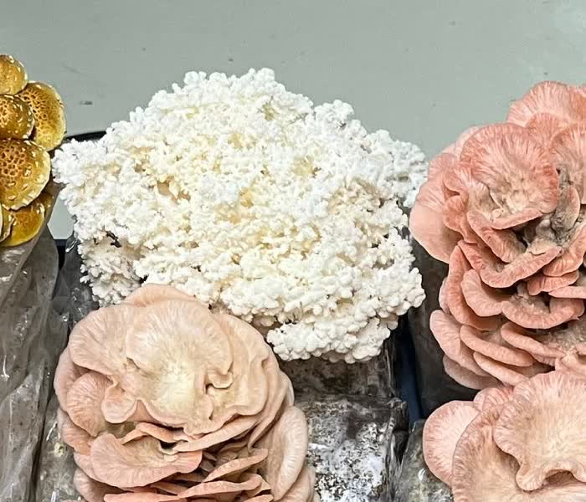 A frost-white coral tooth mushroom fruiting between pink oysters on the farm table