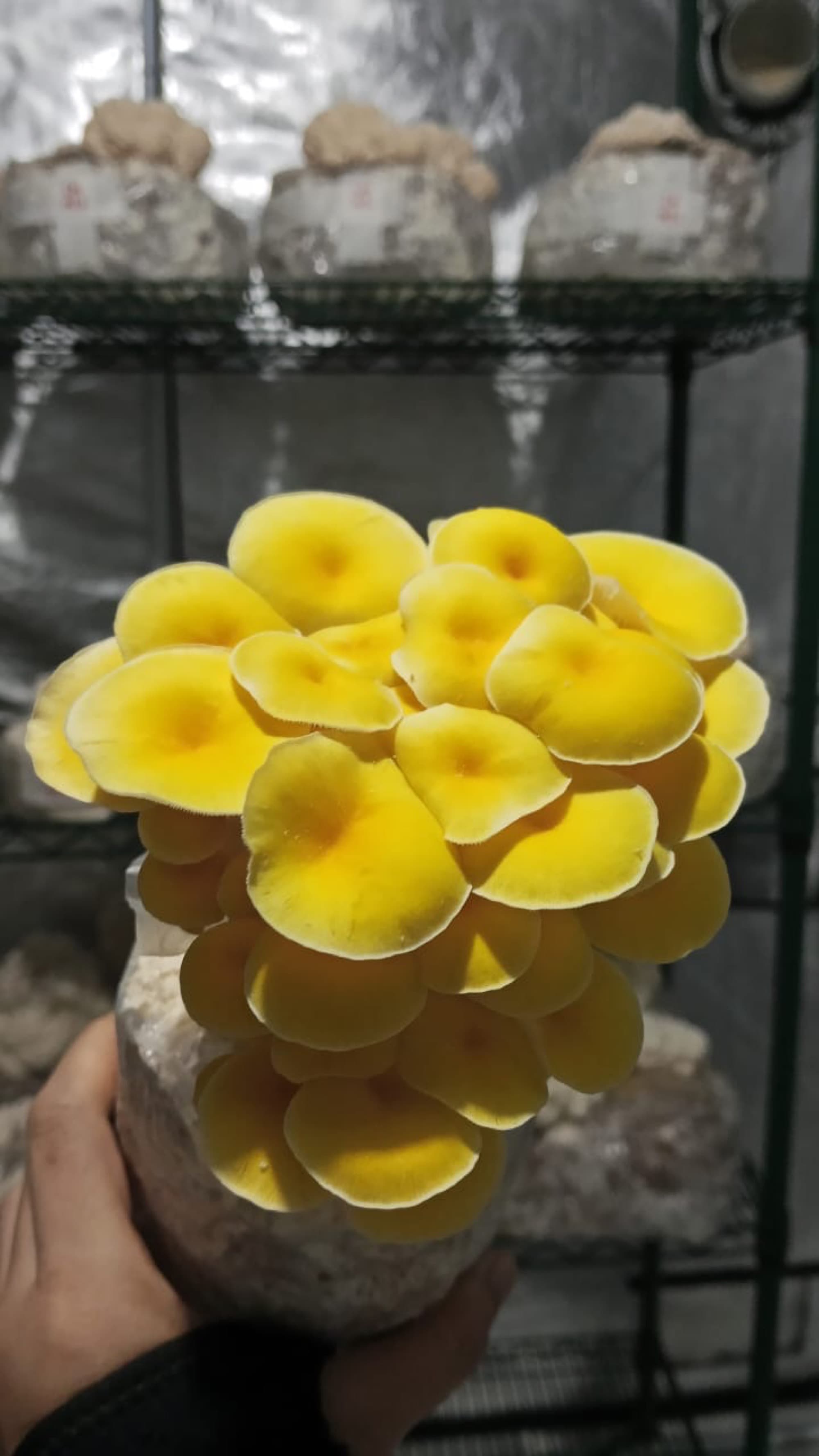 A bouquet of sunshine-yellow golden oyster mushrooms held up in the grow room