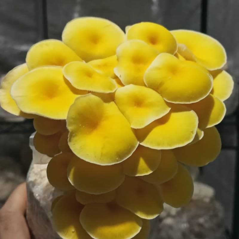 Golden Oyster