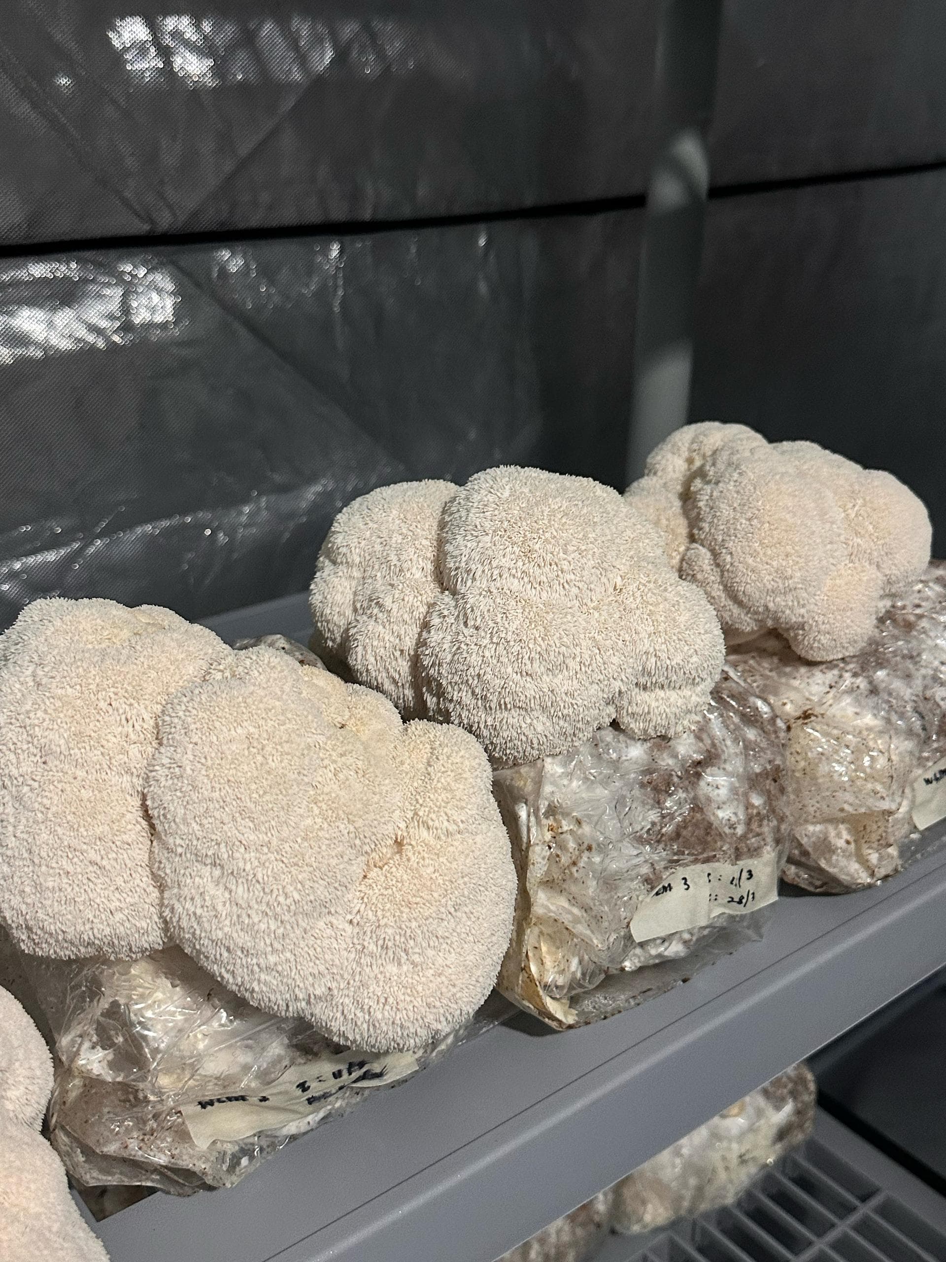 Rows of lion's mane mushrooms fruiting on the grow shelves of the Shroomy farm in Kuala Lumpur