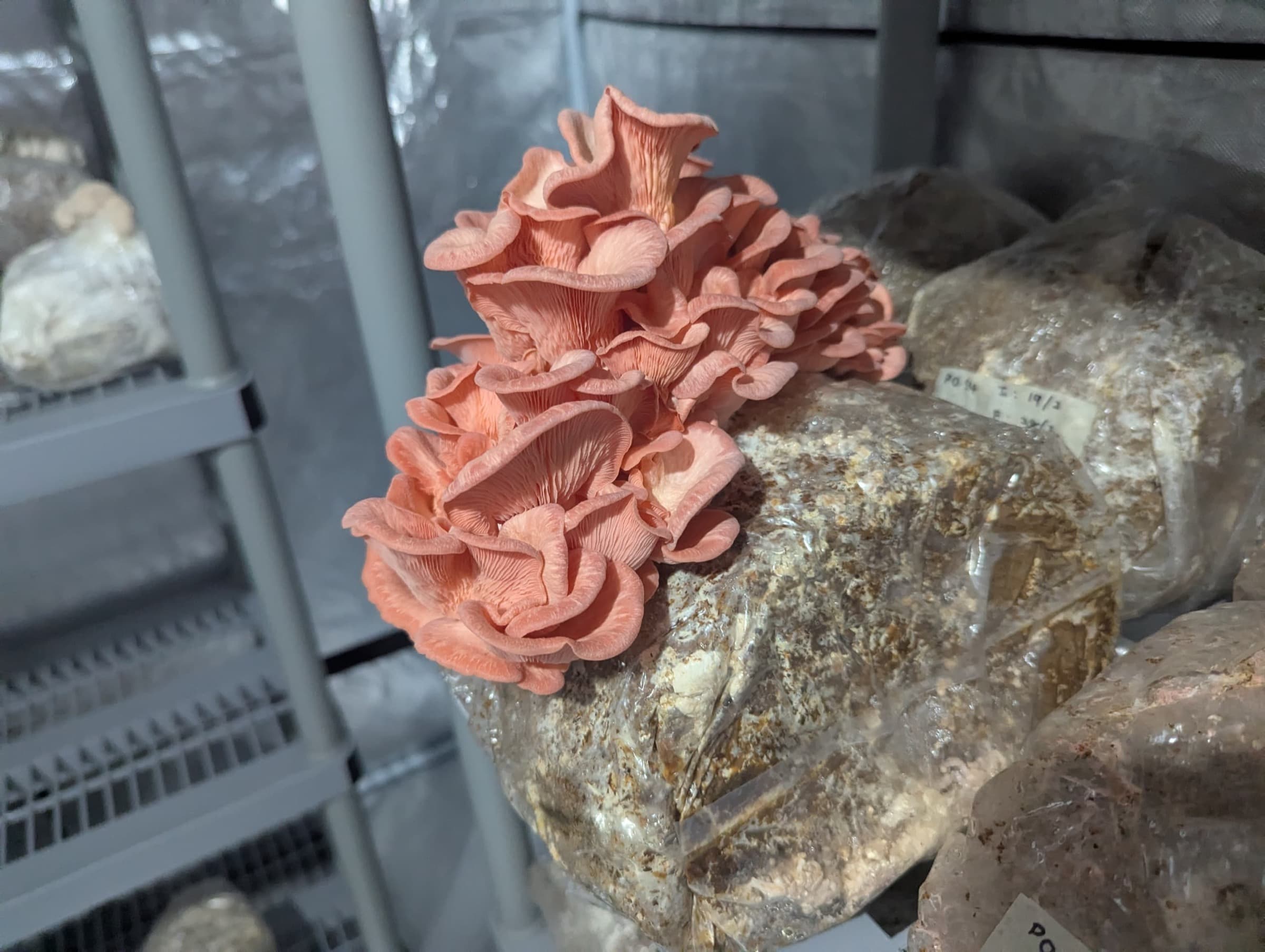 Pink Oyster Grow Kit